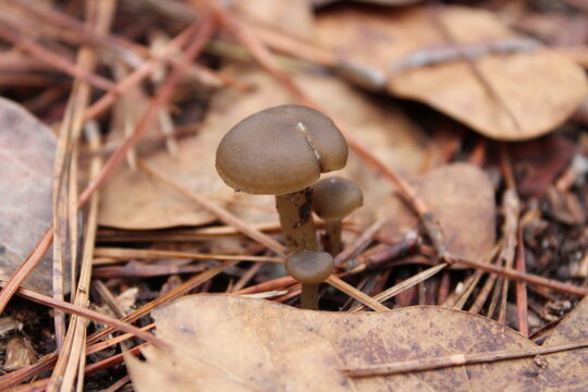 A tiny small mushroom growing on the forest floor among leaves and pine needles in South Carolina on a cloudy spring day
