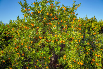Fototapeta premium Orange tree with ripe fruit in orchard