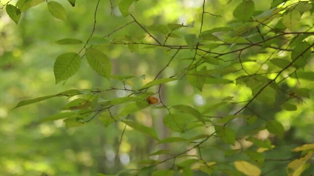 Watching the light reflected from a creek on the underside of the tree leaves in summer