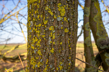Fototapeta premium Moss and lichen grow on the bark of a tree in a field with a clear sky during daylight hours