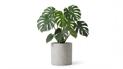Fototapeta premium Monstera Plant in Concrete Pot: A vibrant monstera plant with its iconic, hole-filled leaves flourishes in a modern concrete pot, embodying the essence of indoor tranquility and contemporary design.