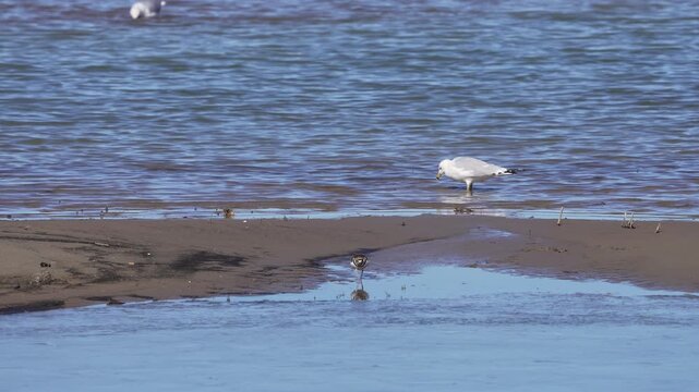 Killdeer and a seagull wandering the shoreline of Utah Lake at Sandy Beach.