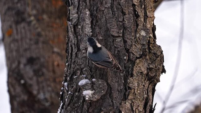 Nuthatch climbing a tree during golden light.