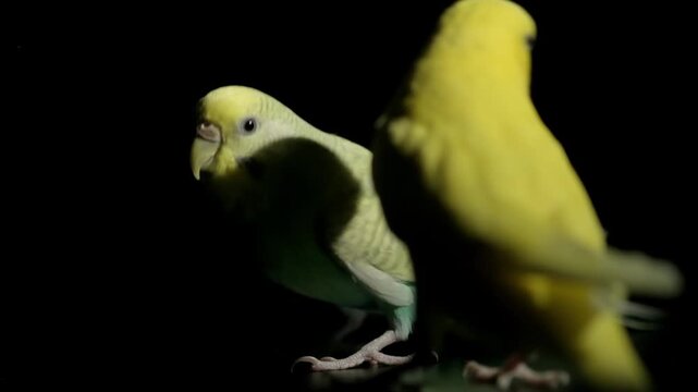 Close up slow motion video of a turquoise and a yellow budgie perching and moving inside their cage against black.