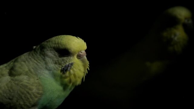 Close up slow motion video of a turquoise and a yellow budgie perching and moving inside their cage against black.