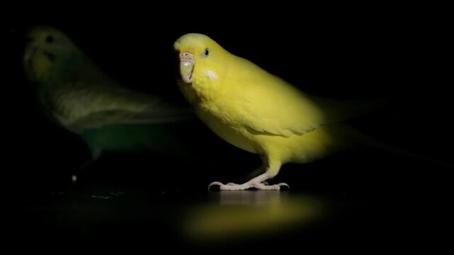 Close up slow motion video of a turquoise and a yellow budgie perching and moving inside their cage against black.