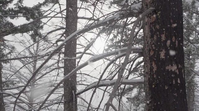 Snow falling slow motion in forest 