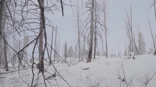 Snow flakes falling slow motion dead trees 