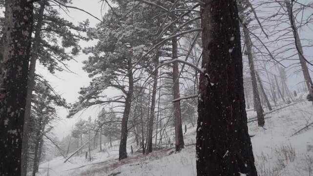Snow falling slow motion tilt up tree 