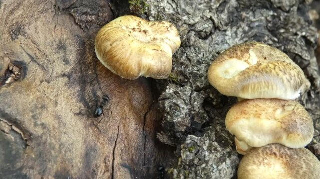 Black ants Lasius niger moving near mushrooms on tree bark, close-up, soft light. Tiny World and Intricacy.