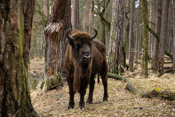 Rodzina żubrów w starym naturalnym lesie pośród powalonych drzew © kubikactive