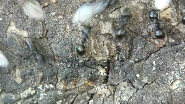 Winged ants Lasius niger during nuptial flight frenzy on wood surface, close-up, soft light. Survival Instinct and Cycle of Nature.