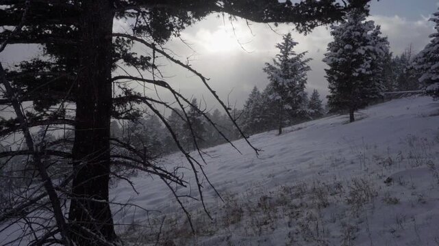 Light snow slow motion in mountain forest 