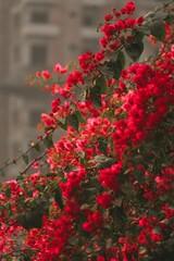 Naklejka premium red flowers in the garden