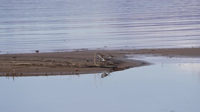 Three killdeer running together in slow motion on a sandbar on Utah Lake.