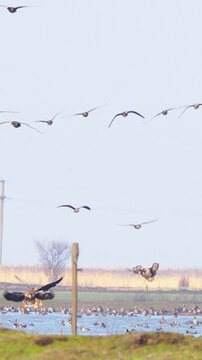 Large flock of greater white-fronted geese (Anser albifrons) landing on the feeding ground