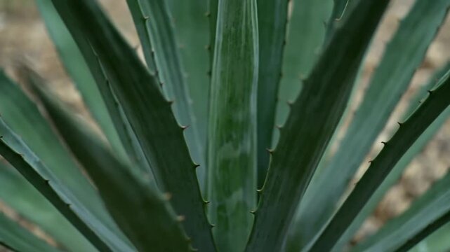 Close-up of green spiky agave plant leaves outdoors
