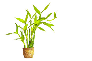 Japanese lucky bamboo decoration isolated on white background