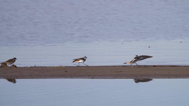 Killdeer running on a sandbar as they reflect in the water of Utah Lake moving in slow motion.
