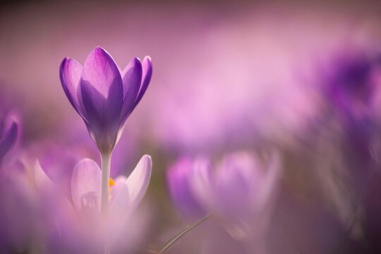 purple crocus flowers