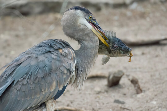 Native blue heron eating an invasive blue tilapia, as the mouth brooding fish expels her eggs.