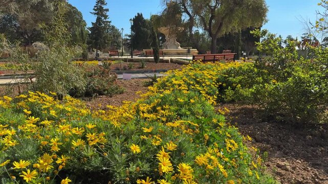 Sunlit city park with blooming yellow Euryops pectinatus bushes. Beautiful landscape featuring garden benches, trees, and a classical stone fountain in Malta.