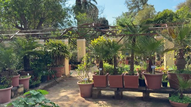 Rows of various potted palm trees and green tropical plants in a sunny outdoor garden nursery with walking paths under an open sky structure. 