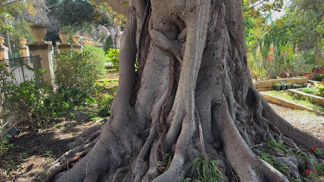 Camera moves up along the massive textured bark of an exotic ficus tree towards green leaves. Concept of longevity, nature strength, and tropical flora.