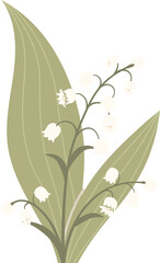 Lily Of The Valley Blooming Botanical