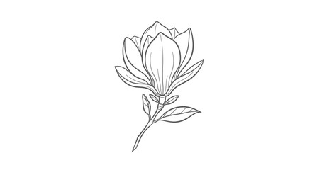 Elegant Magnolia Flower Line Art Drawing, Botanical Illustration, Vector Sketch