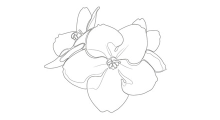 Elegant single line drawing of a blooming flower with delicate petals, artistic botanical illustration