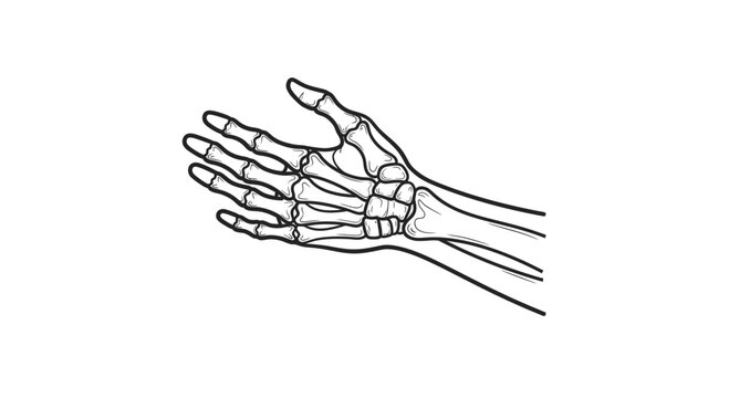 Anatomical illustration of the human hand bones, wrist, and forearm bones
