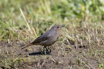 Obraz premium Black redstart bird standing on green grass
