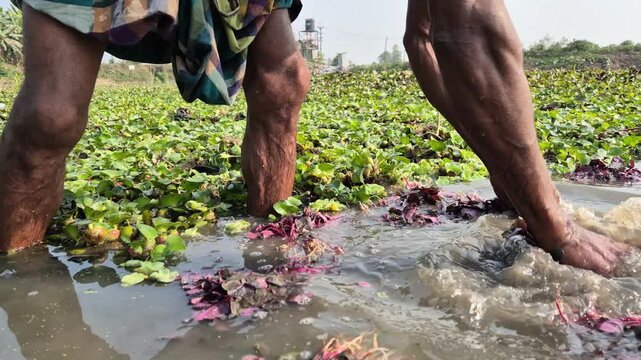 Professional RAW low angle close-up shot of a farmer washing red amaranth bundles in water to remove mud in Bangladesh, 4K UHD 30fps.