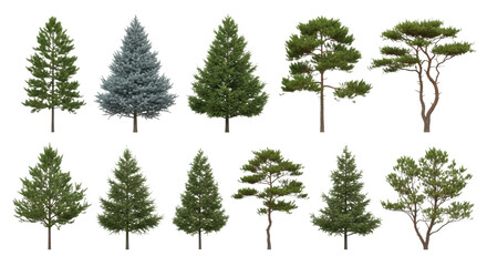 Fototapeta premium Ten distinct photorealistic pine trees (scots, spruce, fir) in varied sizes, showing lush green needles and brown bark, isolated on a transparent background, digital asset concept