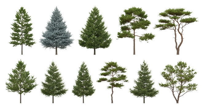 Ten distinct photorealistic pine trees (scots, spruce, fir) in varied sizes, showing lush green needles and brown bark, isolated on a transparent background, digital asset concept