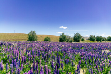Fototapeta premium Vast Purple Lupine Meadow Under Clear Sky