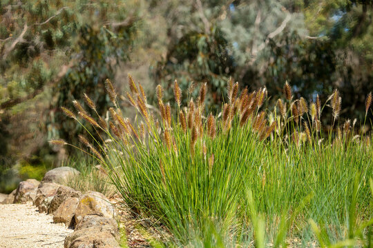 Swamp foxtail grass (cenchrus alopecuroides) beside a walking track, native to Australia