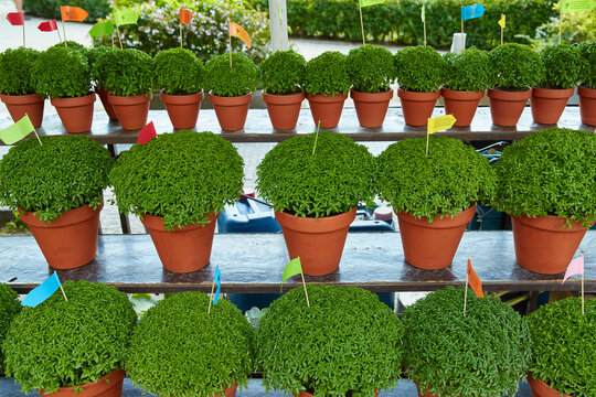 Rows of Manjerico plants with small flags on a market shelf for summer festival in June San Juan