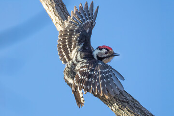 Obraz premium Lesser Spotted Woodpecker (Dryobates minor) on tree trunk against clear blue sky