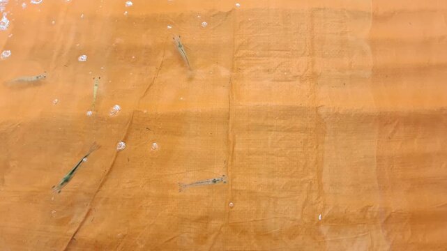 Side angle of juvenile saltwater shrimp in shallow orange tarpaulin pond showing transparent body details and pond liner texture.