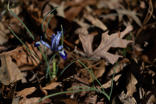 Iris flowering from forest floor