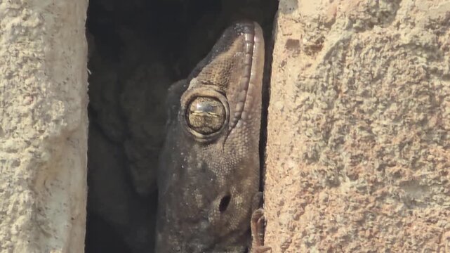 A lizard with a carved face partially visible within a narrow opening between large rocks