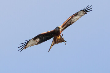 Obraz premium Red Kite Flying With Stick In Mouth - 241A4003