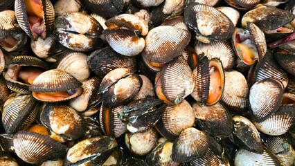 Close-up of fresh cockles with partially opened shells, showing orange flesh and textured striped shells. © Chanapol_HI