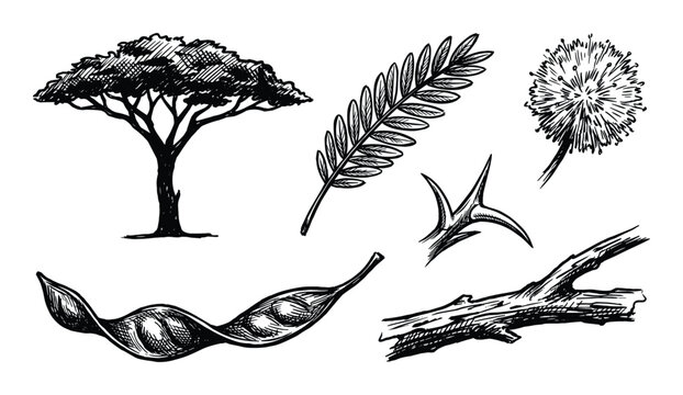 Acacia tree drawing with leaves, thorns, seed pods, and branch in detailed hand-drawn illustration