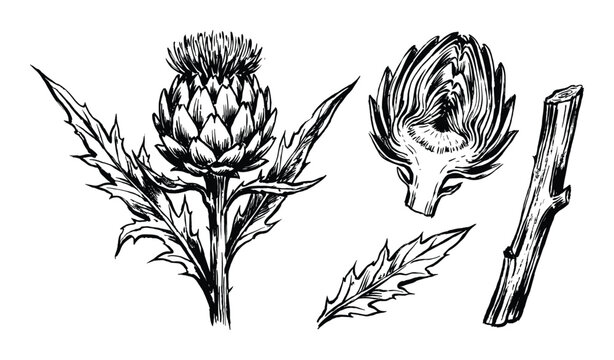 Artichoke thistle illustration, flower blossom, cross section and stem drawing, isolated botanical print