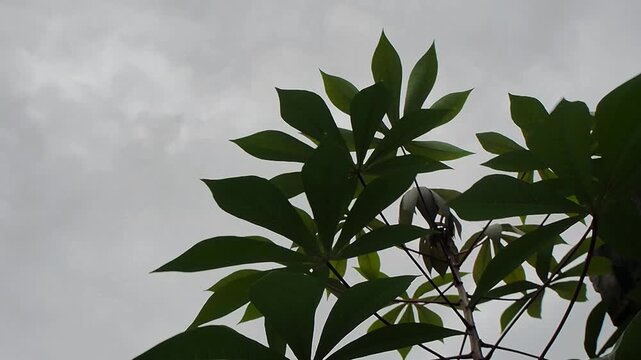 High Angle View of Cassava Tree Tops Swaying Violently and Hit by Strong Gusts of Wind Under a Cloudy Sky