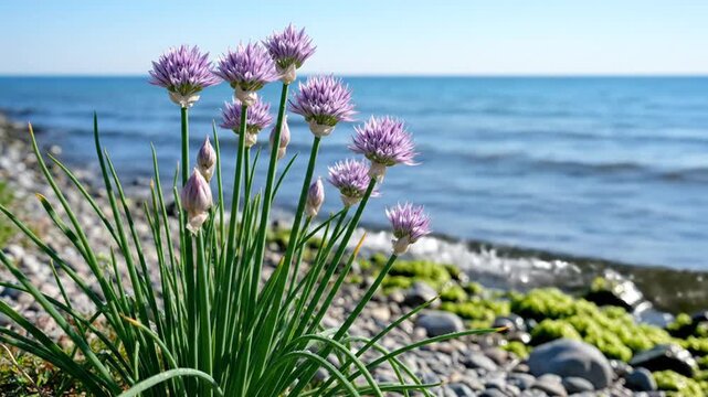 Purple chive flowers growing on stony beach by blue sea