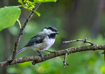 Fototapeta premium Black-Capped Chickadee Perched on Branch in Forest